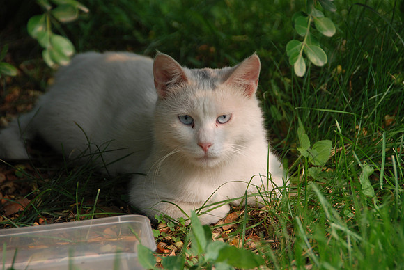 We saw lots of cats around this park.