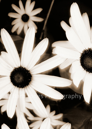 daisies