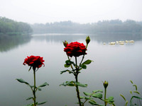 This lake has several restaurants along it with outside eating.  Great view even on a rainy day!