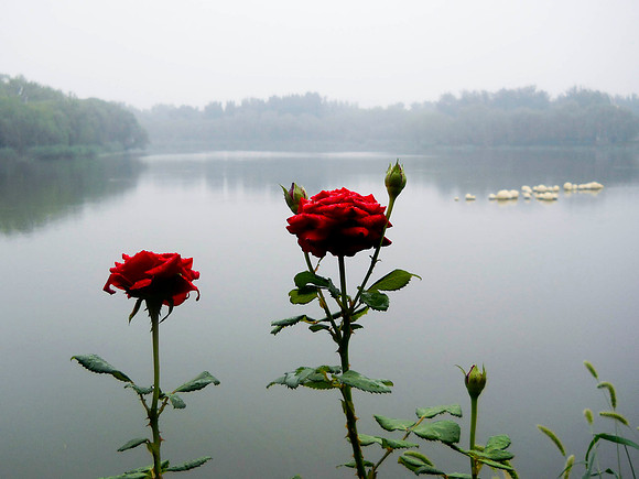 This lake has several restaurants along it with outside eating.  Great view even on a rainy day!