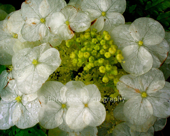 Hydrangea