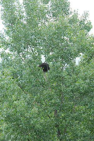 This was a huge bird nest; must have been an eagle, we think.