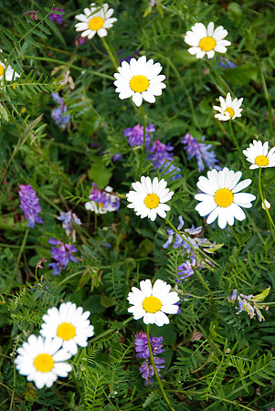 Mountain flowers were everywhere!