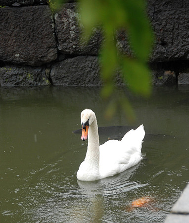 Large goldfish swam with this swan.