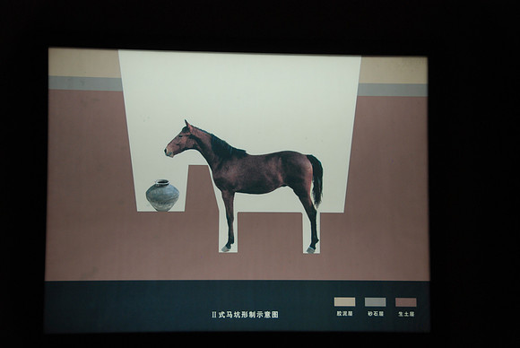 The emperor's horses were buried alive so they would be ready to serve him in his next lift.