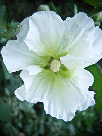 Flowers along the river walkway.