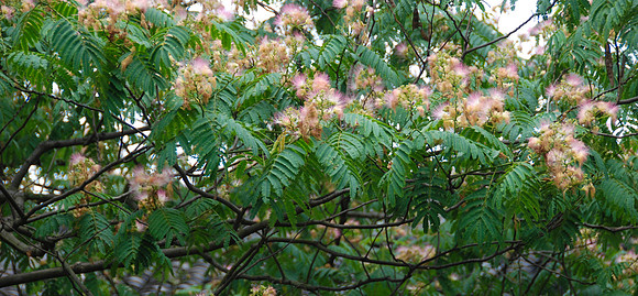 This was a large Mimosa tree.  Gorgeous.