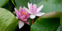 There were very nice water lilies in this canal.