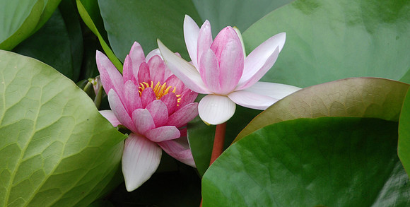 There were very nice water lilies in this canal.