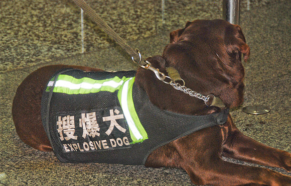 Entering buildings we usually see a bomb-sniffing dog.  We find humor in their translations.