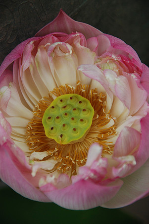 Barb had some fun with flowers found in the park.