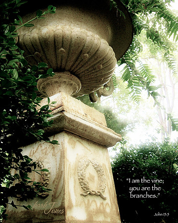 I am the Vine.